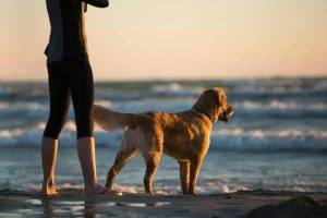 a person standing on a beach with a dog also pet friendly hotels in brookings oregon