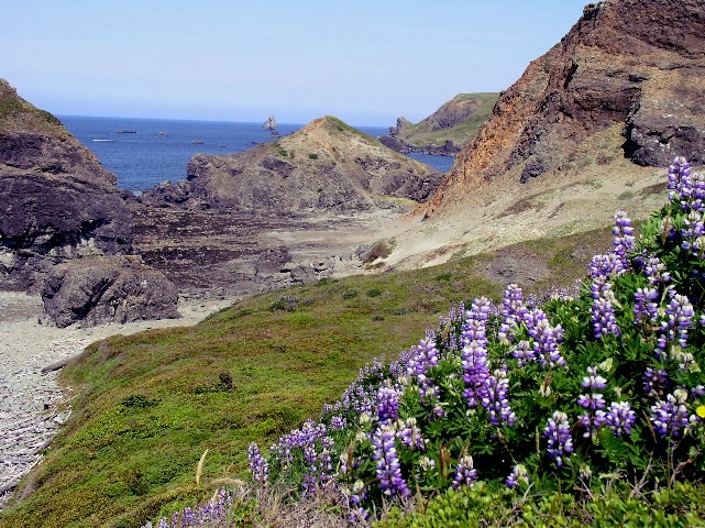 Blue Coast Inn and Suites hotels in brookings oregon