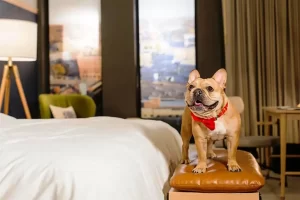 pet friendly hotels in Brookings Oregon