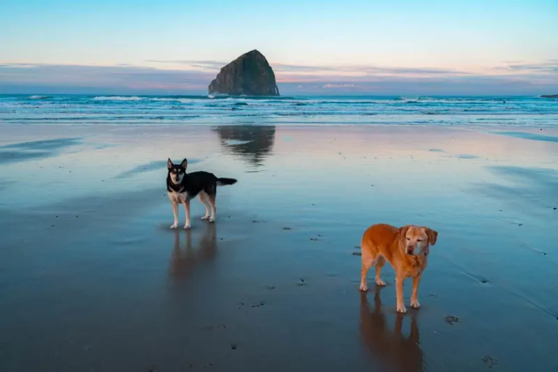 Oregon as a travel destination if you’re a lover of animals specifically pets. With beautiful views, pet friendly hotels in brookings oregon